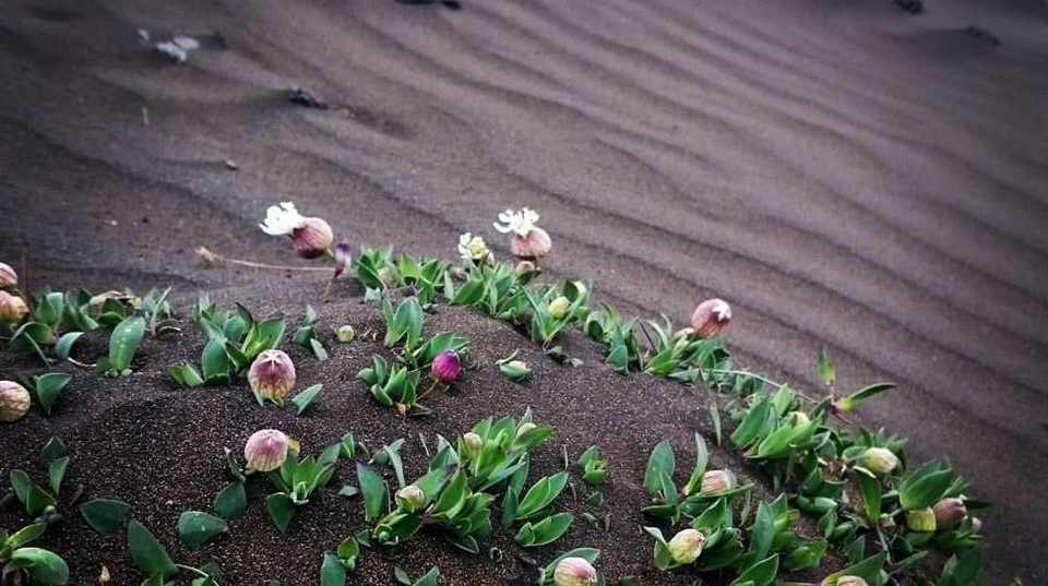 Silene uniflora on sand dunes