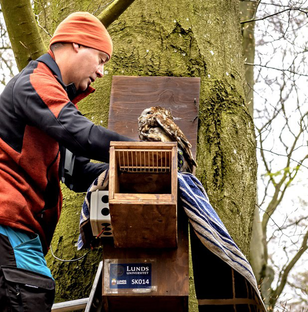 Johan Nilsson and tawny owl