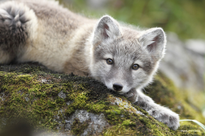 Arctic fox