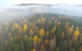 Forest in mist